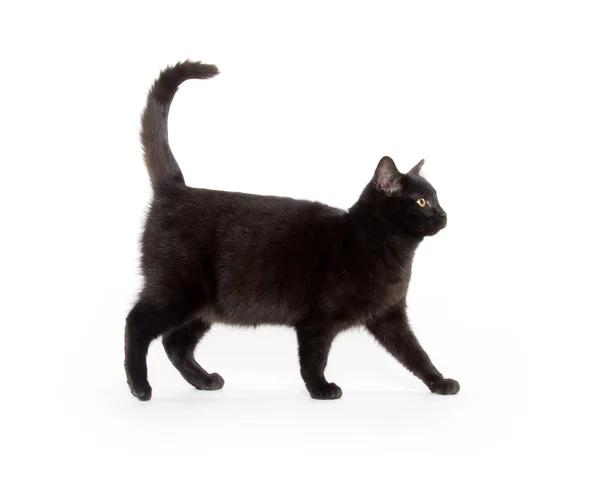 Siyah yavru kedi atlama ve oyun — Stok fotoğraf