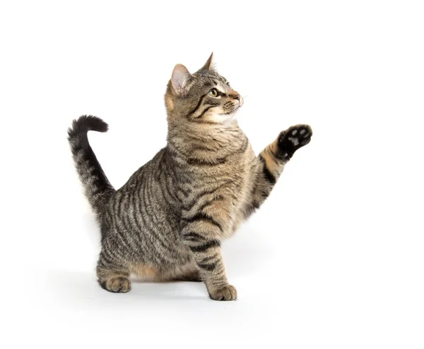 Roztomilý mourovatá kočka si hraje — Stock fotografie