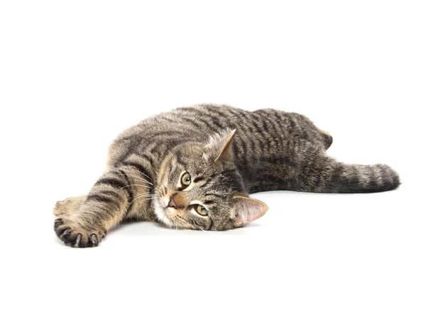 Tabby gato acostado — Foto de Stock