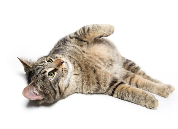 Tabby gato acostado — Foto de Stock
