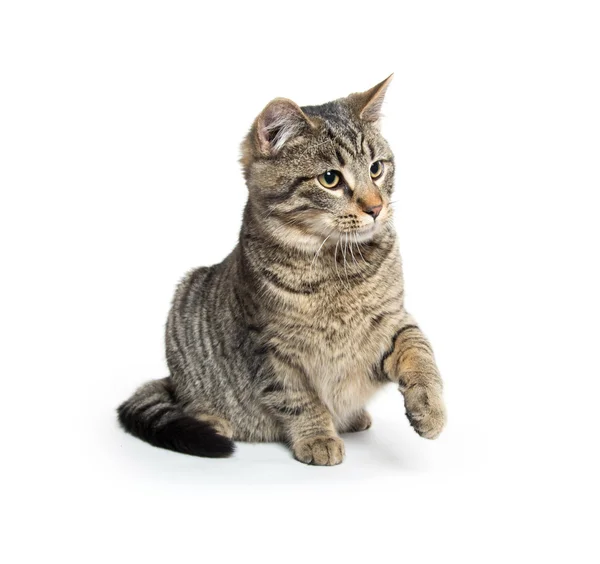 Cute kitten swinging its paw — Stock Photo, Image