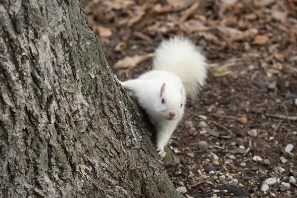 Ardilla blanca en Olney City Park — Foto de Stock