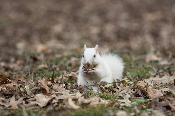 Witte eekhoorn in Olney stadspark — Stockfoto