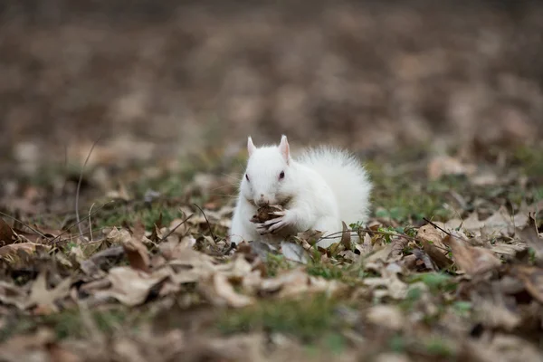 Esquilo branco em Olney City Park — Fotografia de Stock