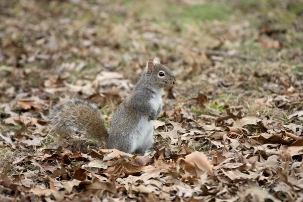 Ardilla gris en hojas — Foto de Stock