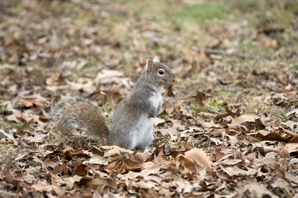 Grauhörnchen in Blättern — Stockfoto