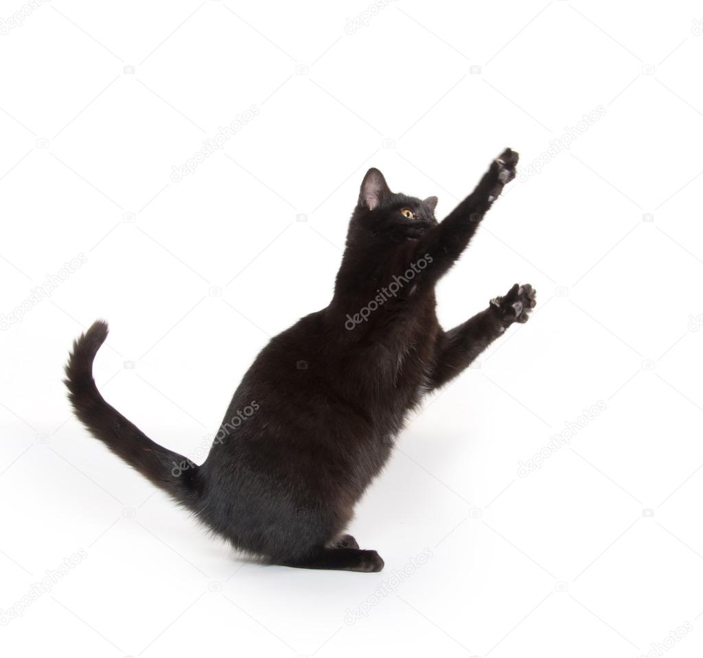 Black Kitten Jumping And Playing Stock Photo Image By C Eei Tony Black Kitten Jumping And Playing Stock Photo Image By C Eei Tony