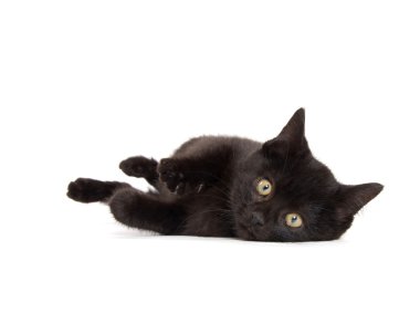 Beyaz arka plan üzerinde sevimli siyah yavru kedi 