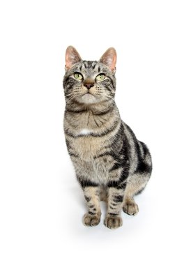 Beyaz üzerine sevimli tekir