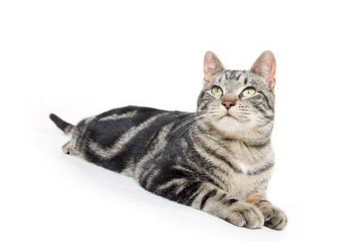 şirin tabby yavru kedi 