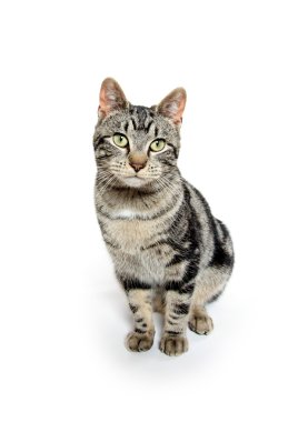 Beyaz üzerine sevimli tekir