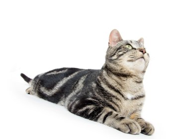 şirin tabby yavru kedi 