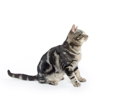 Beyaz üzerine sevimli tekir