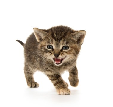 şirin tabby yavru kedi 