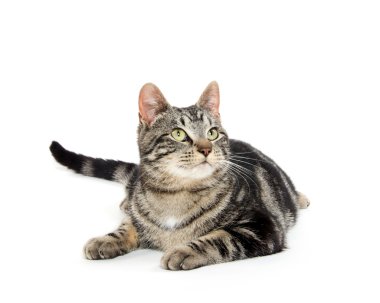 şirin tabby yavru kedi 