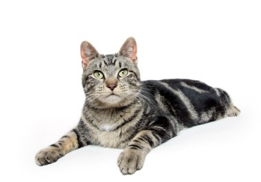 şirin tabby yavru kedi 