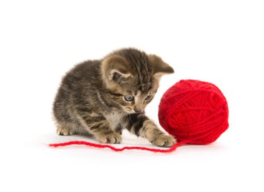 Tabby yavru kedi ve iplik