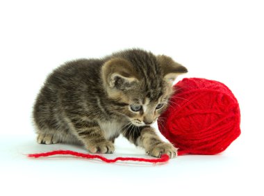 Tabby yavru kedi ve iplik