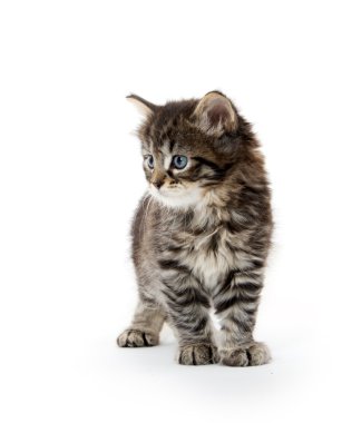 şirin tabby yavru kedi beyaz