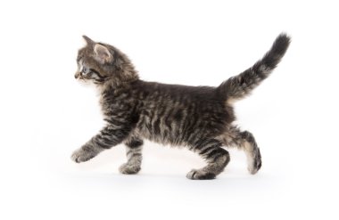 Şirin Bebek tabby yavru kedi beyaz