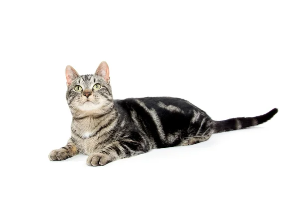 Aranyos cirmos cica megállapításáról — Stock Fotó