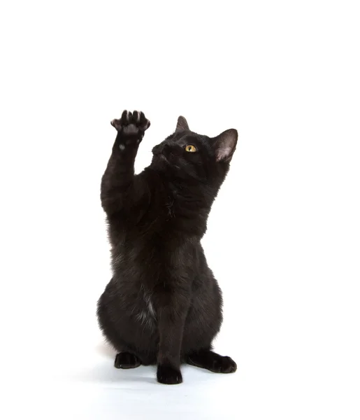 Černá kočka si hraje — Stock fotografie