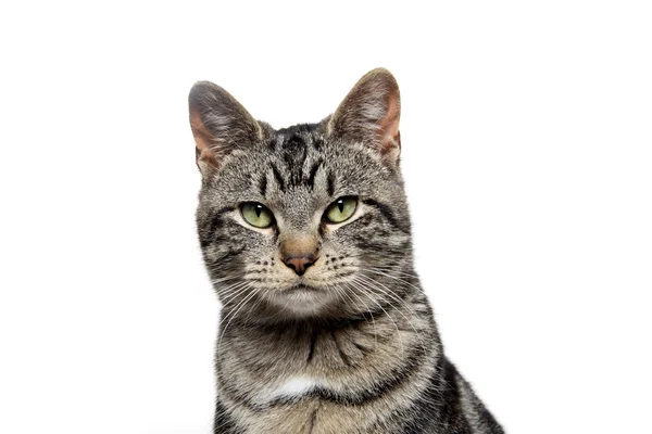 Portrait of tabby cat — Stock Photo, Image