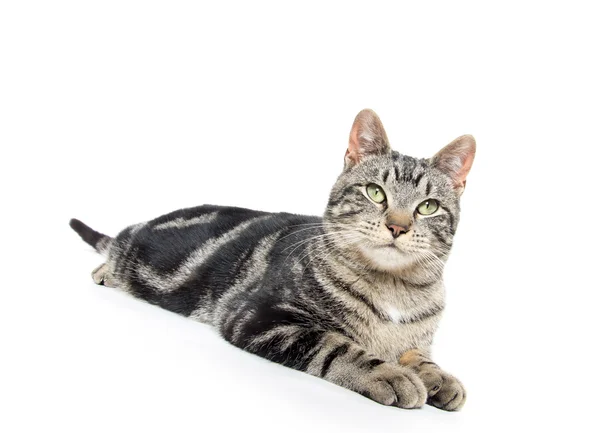 Cute tabby kitten — Stock Photo, Image