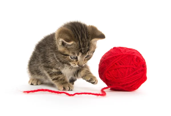 Tabby kitten and yarn — Stock Photo, Image