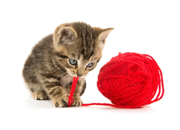 Tabby kitten and yarn — Stock Photo, Image