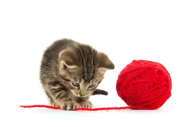 Tabby kitten and yarn — Stock Photo, Image