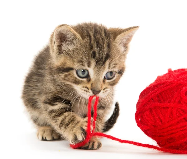 Tabby yavru kedi ve iplik