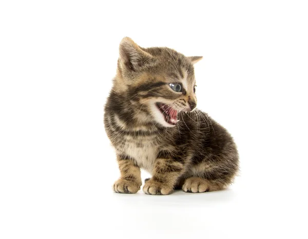 Cute tabby kitten — Stock Photo, Image