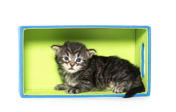 Lindo tabby gatito en caja — Foto de Stock