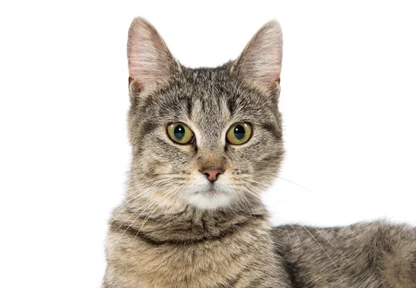 Portrét uhlazené kočky — Stock fotografie