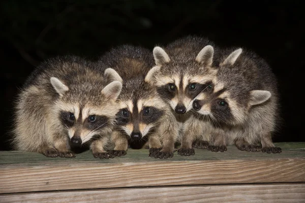 Vier niedliche Baby-Waschbären auf einem Geländer an Deck — Stockfoto