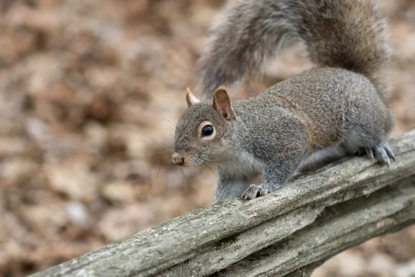 Grauhörnchen auf Zaun — Stockfoto