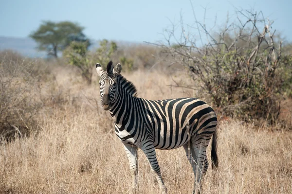 Zebra in Kruger National Park — Stockfoto