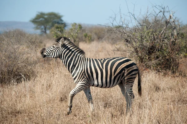 Zebra im Kruger Nationalpark — Stockfoto