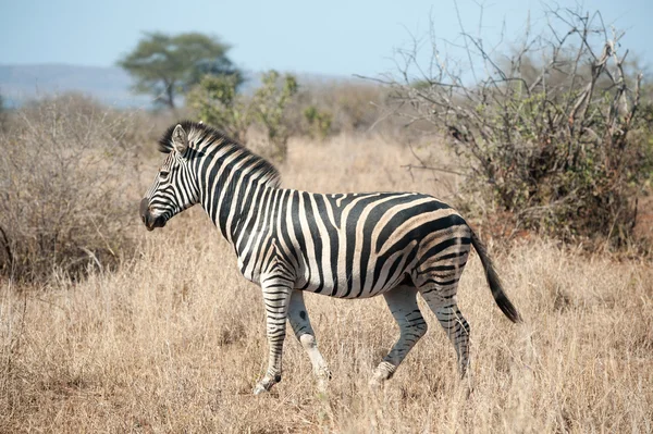 Zebra im Kruger Nationalpark — Stockfoto