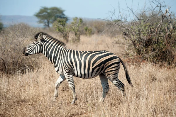 Zebra w Kruger National Park — Zdjęcie stockowe