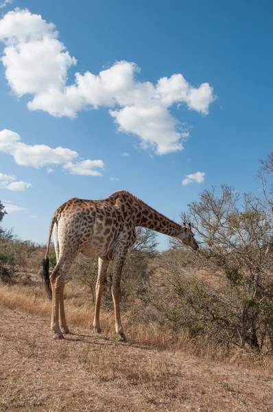 Giraffe in Kruger National park — Stockfoto