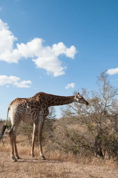 Giraffe in Kruger National park — Stockfoto