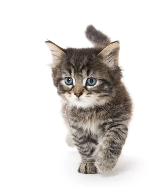 Cute baby tabby kitten on white Stock Image