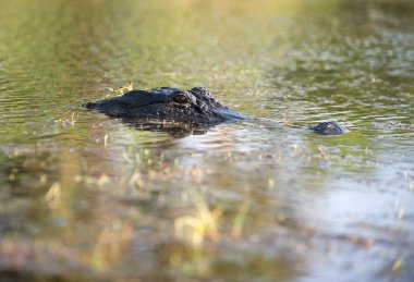 Florida'da büyük Amerikan timsah