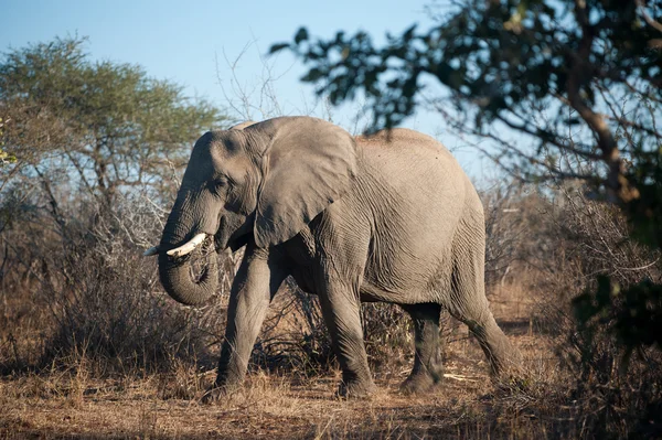 Elefante africano grande en Kruger — Foto de Stock