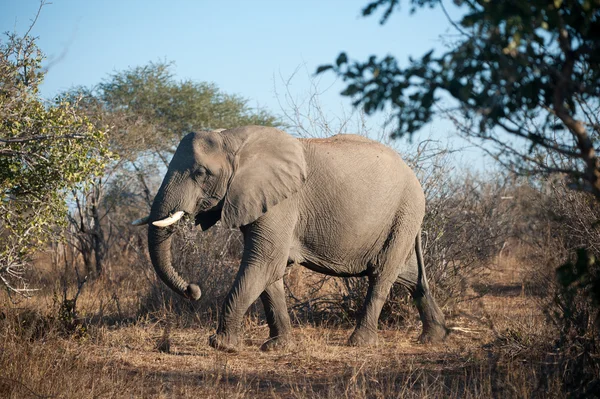 Elefante africano grande en Kruger — Foto de Stock