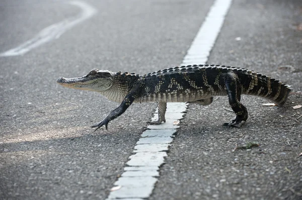 Amerikanischer Alligator überquert die Straße — Stockfoto