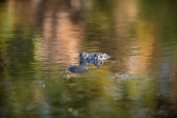 Aligator amerykański duży na Florydzie — Zdjęcie stockowe