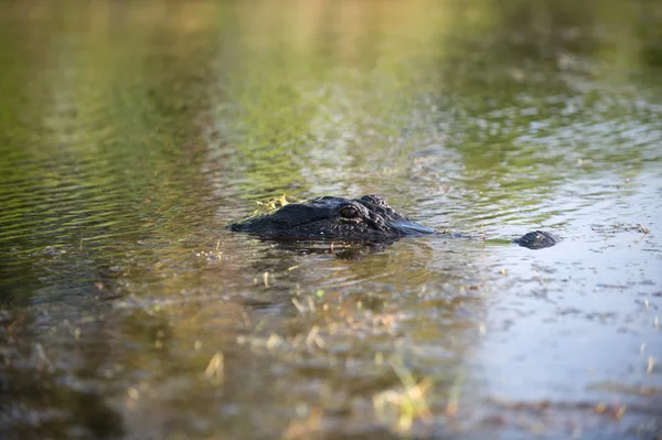 Große amerikanische alligator in florida — Stockfoto